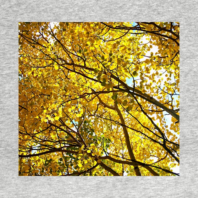 Colorado Aspen Trees in Fall by Scubagirlamy